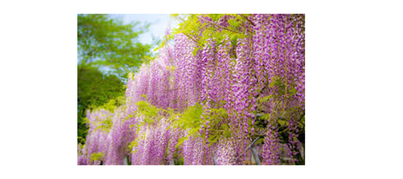 今日の誕生日カラー きものくらち 今日の誕生日カラー きものくらち